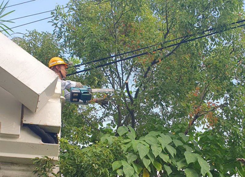 鳳凰颱風進逼 台電鳳山區處加強修剪樹木 做好防颱戒備