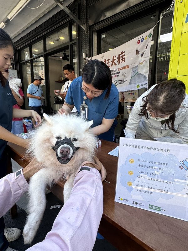 毛孩健康有保障！嘉義市115年犬貓絕育補助＋狂犬病疫苗優惠同步開跑