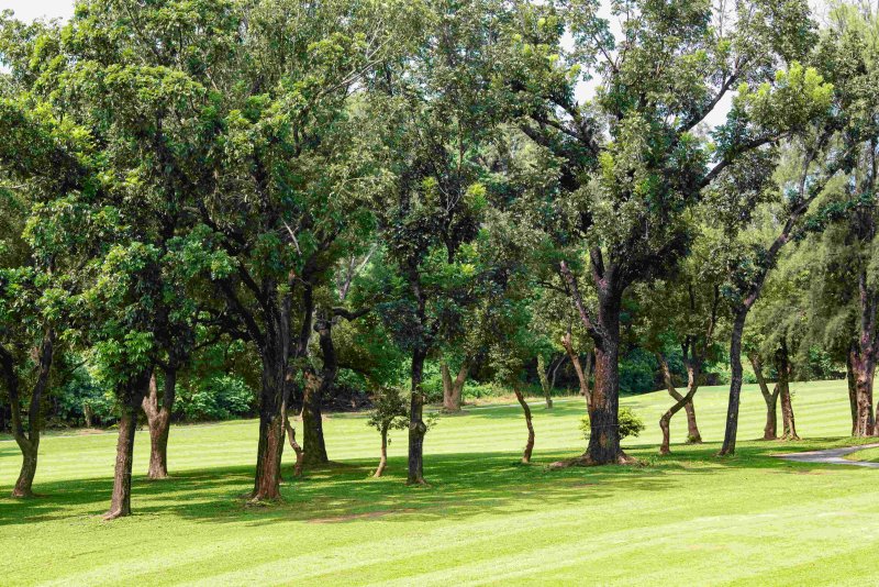 春天帶回家！ 果嶺自然公園婦女節贈苗展現女性魅力