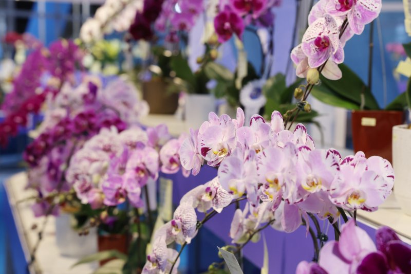 2026臺灣國際蘭展評審 萬代蘭奪全場總冠軍 展現花卉鮮活奪目之美 