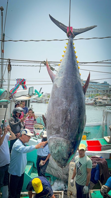 屏東黑鮪魚季「第一鮪」認定調整  新增去鰓及起鉤重１７５公斤