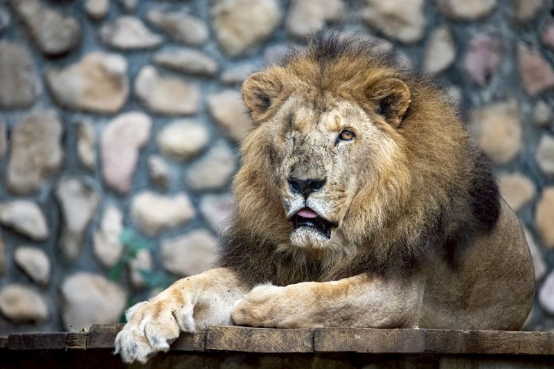 壽山動物園非洲獅「二哥」高齡辭世 23載生命旅程謝幕