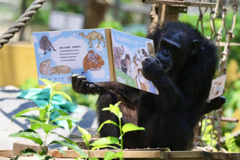 壽山動物園黑猩猩趣味讀報、看繪本覓食特製「藏食瓦楞紙書」 