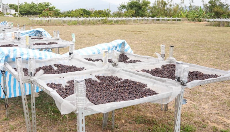 屏東原鄉咖啡結合風土展風味巧思以落山風乾燥咖啡豆