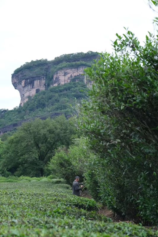 武夷山採茶了 此刻,武夷山進入一年之中最忙碌的時節。 武夷山採茶了 此刻,武夷山進入一年之中最忙碌的時節。