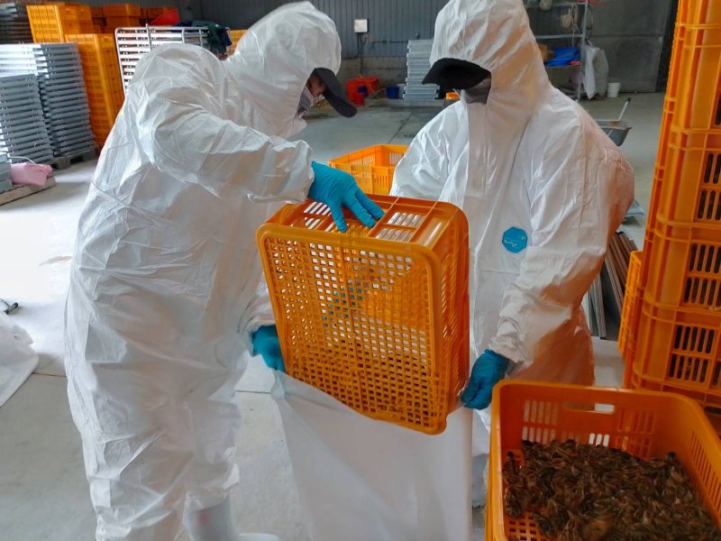屏東養禽業者主動通報鹽埔鄉鵪鶉場確診感染H5N1禽流感撲殺78,180隻鵪鶉
