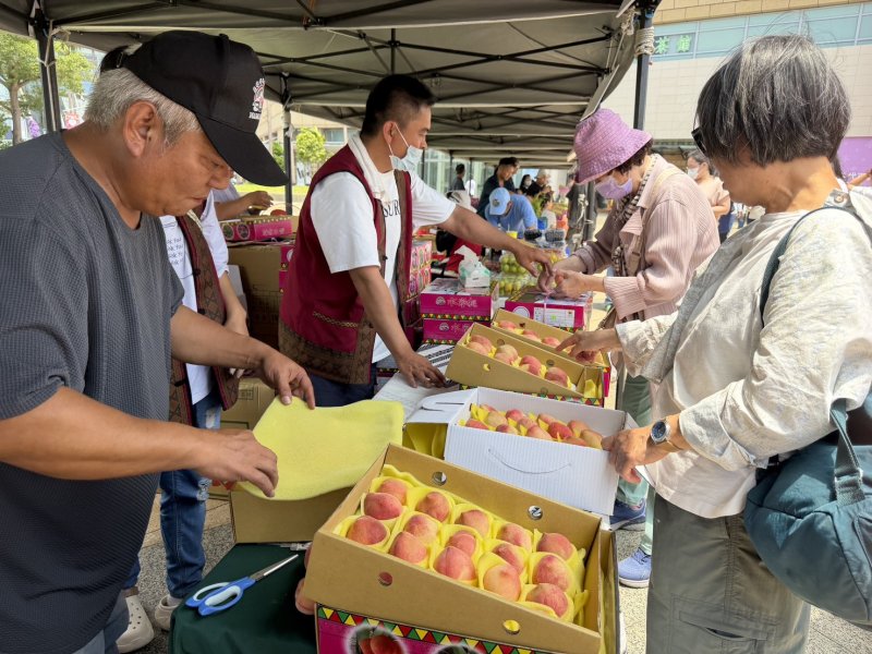 那瑪夏水蜜桃一較高下「桃王」出爐  民眾共享爆甜母親節