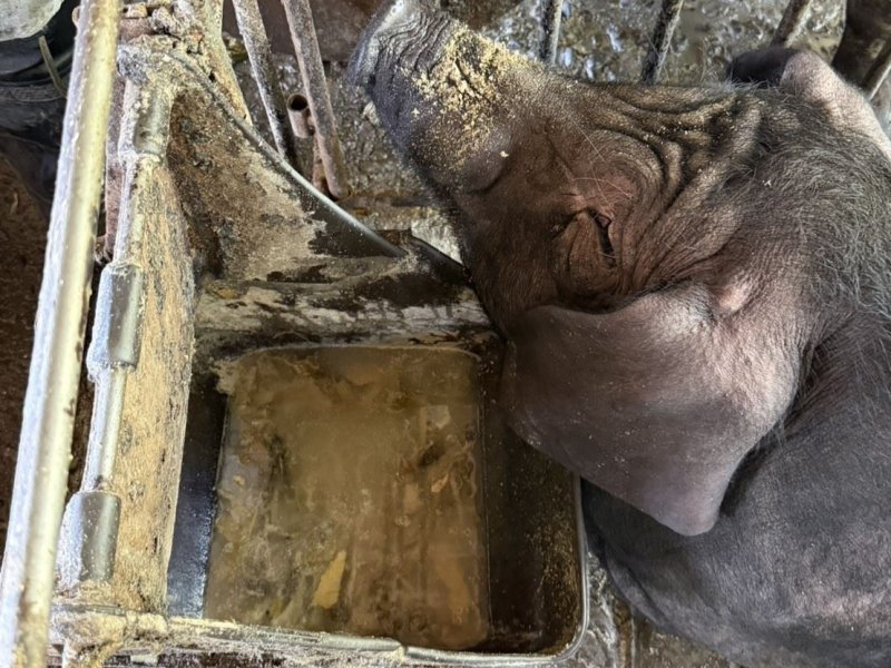 防範疫情  查獲潮州豬場違規使用自助餐廚餘餵飼豬隻 依法裁罰並強化防疫查核