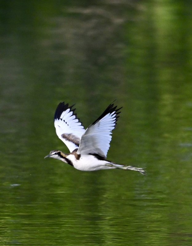 保育類鳥類水雉換羽展翅 舞動洲仔、援中港濕地繁殖季