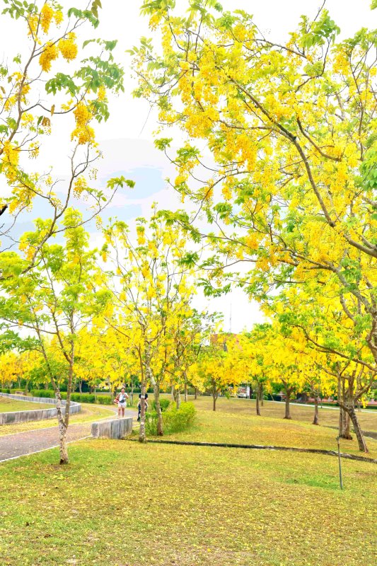 燦爛阿勃勒港都迎夏意　黃金花開增添市容風華