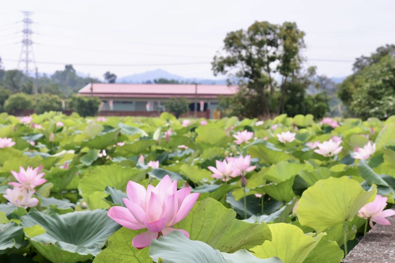 2026白河蓮花季開跑  邀賞台南白河「夏日花海盛宴」
