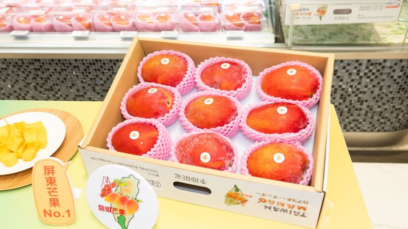 屏東新品種龍蝦芒果 以設施栽培與循環農業打造精品芒果新價值