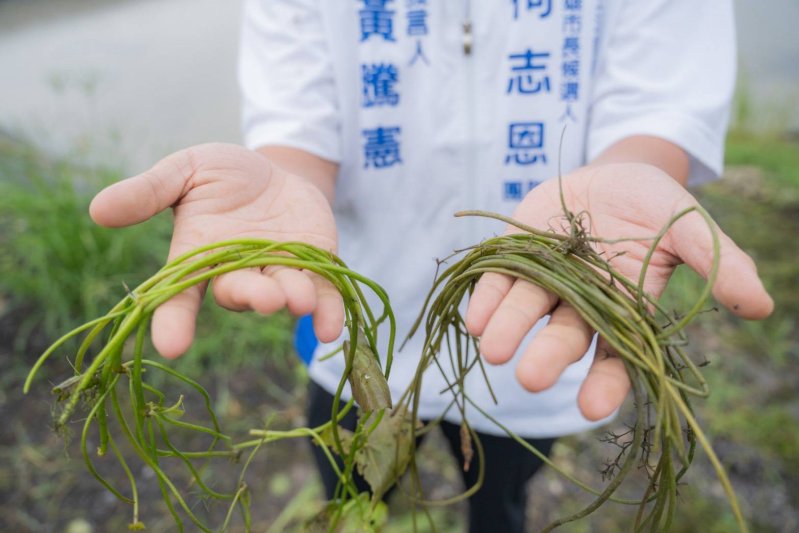水蓮為何會淹壞？青農專業解答　柯競辦批勿再政治操作
