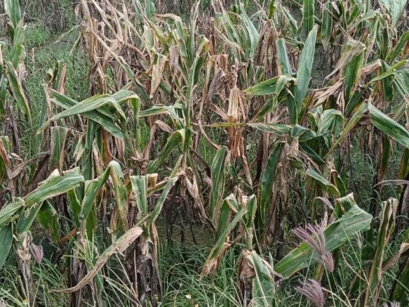 南市青割玉米雨害災損11日起現金救助申請呼籲農戶儘速提出申請
