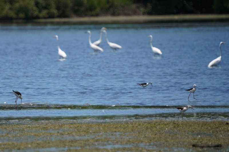 鳥界超模高蹺鴴登場  永安濕地高蹺鴴育雛萌樣吸睛