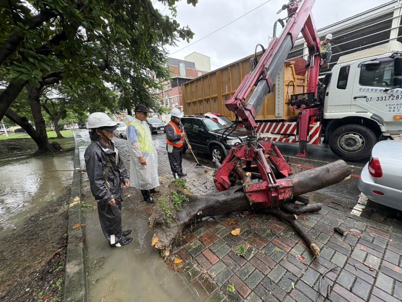 豪雨致路樹倒塌斷枝　高市公園處即時清理、加速道路恢復
