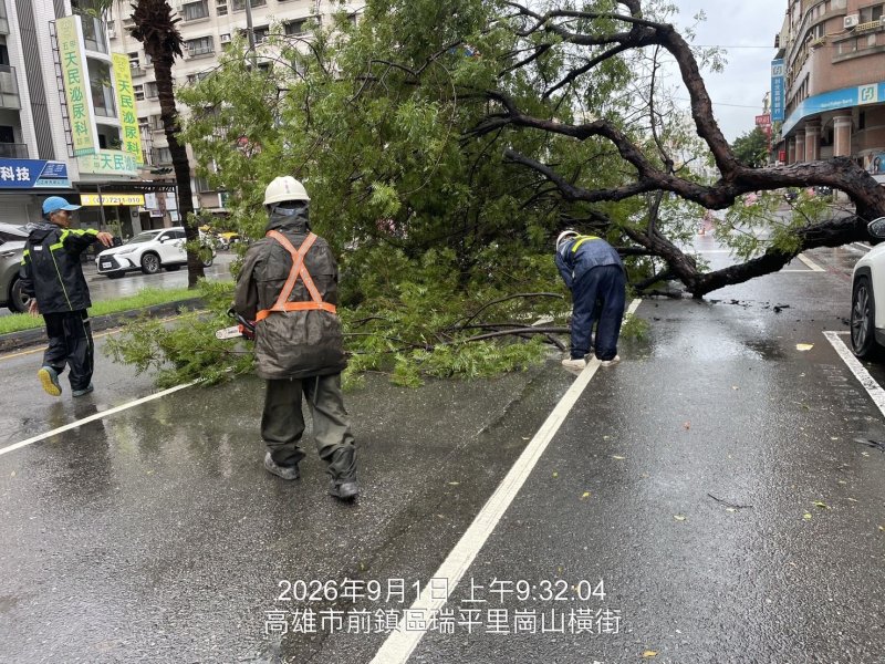 路樹倒伏阻斷保泰路　高市公園處快速排除恢復通行
