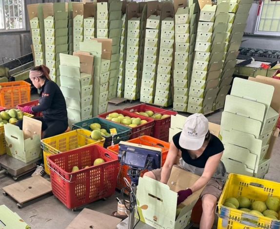台南文旦美味又健康，在新加坡相當受歡迎