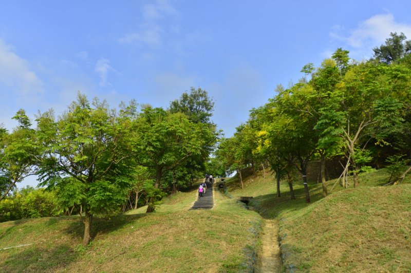 台灣欒樹增添港都秋日風華！高雄最美的市景登場
