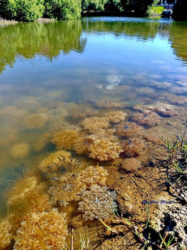 守護海岸生態！林園海洋濕地公園推動淨海行動　營造優質海岸環境