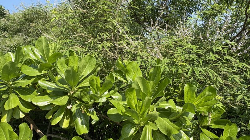 打造濱海生態新風貌！茄萣荒地復育有成　海桐花開迎蜂蝶共舞