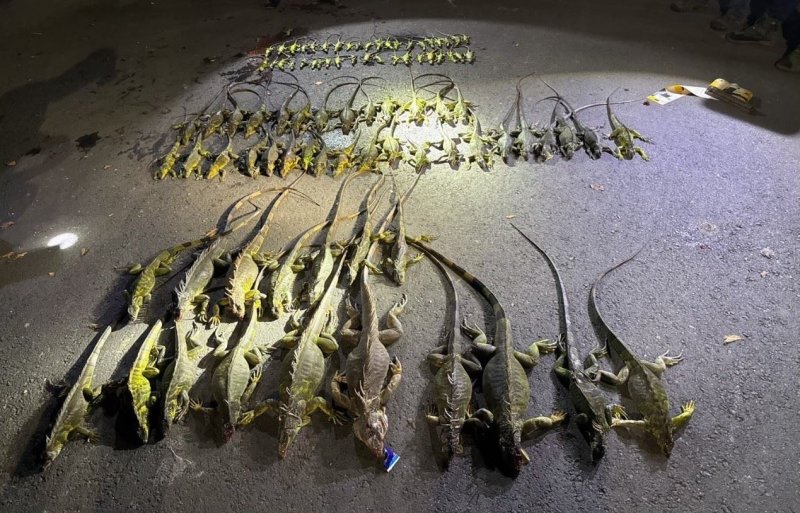 114年護豆專案移除成果