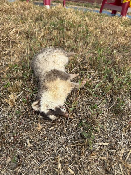 屏東今年首例春日再現狂犬病鼬獾