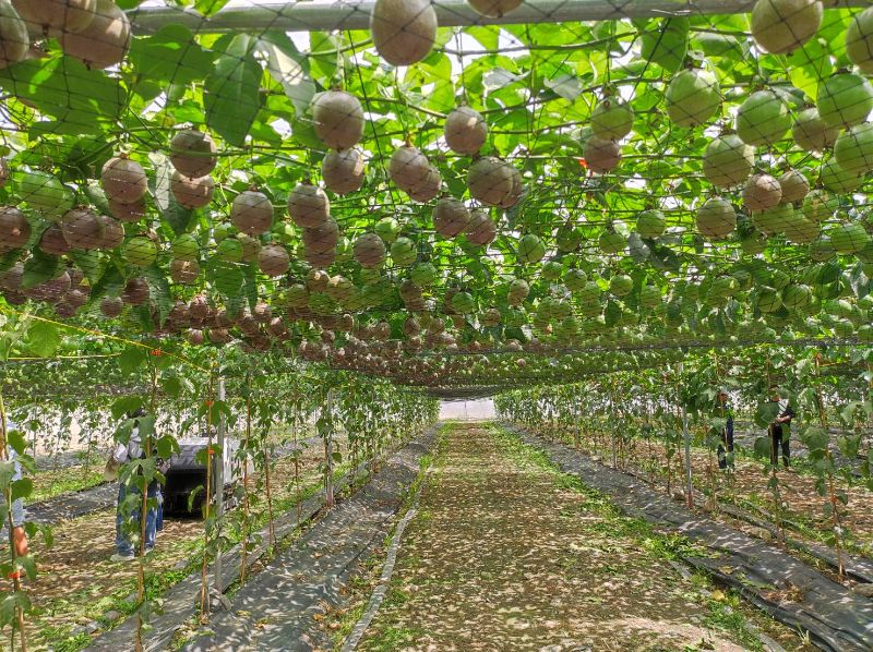 屏東新品種都香三號百香果成功 果碩香甜誘人