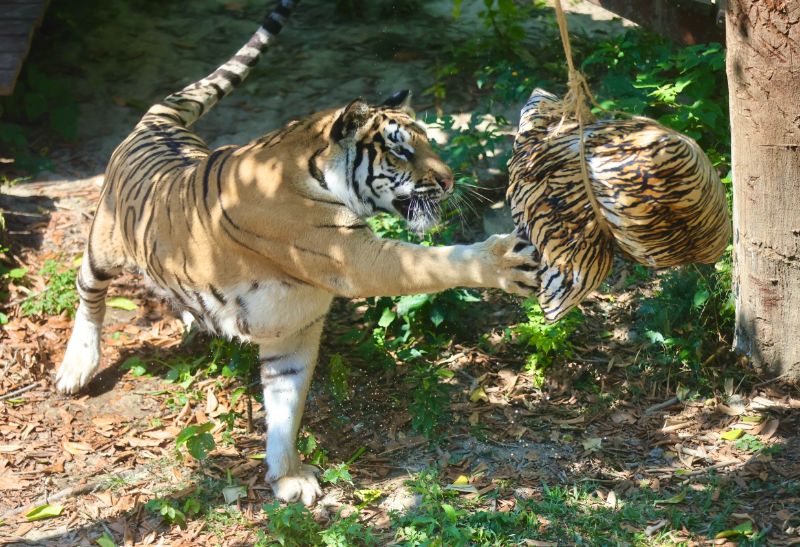 端午飄粽香壽山動物園不例外 黑猩猩互送菜粽放閃