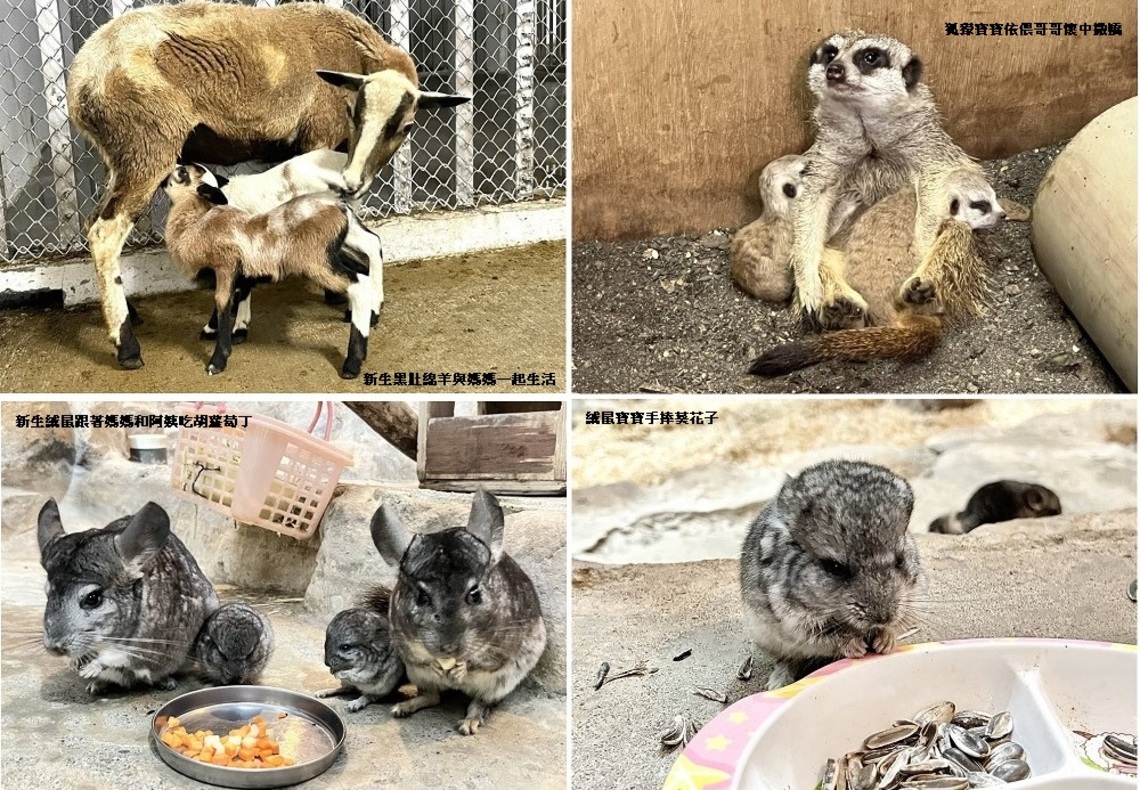 壽山動物園迎來動物新生潮 狐獴、黑肚綿羊及絨鼠傳來喜訊
