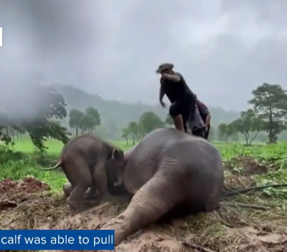 泰國救援象母子　第一次看大象CPR 畫面太震撼