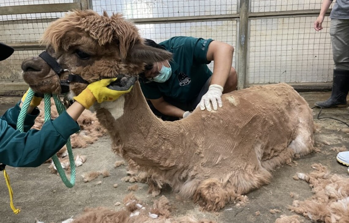 壽山動物園暑期理髮店幫羊駝甩掉蓬鬆毛髮  清爽過炎夏
