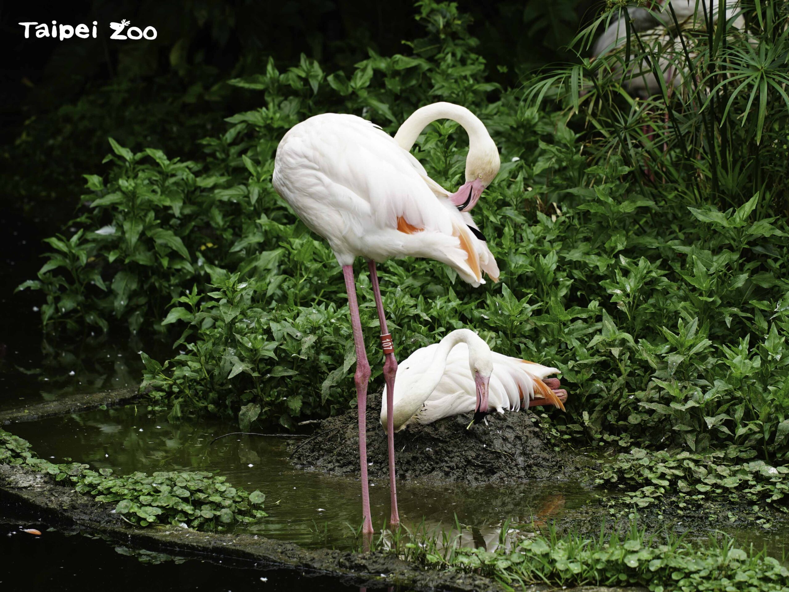 動物園集錦-喜歡結伴行動的紅鶴