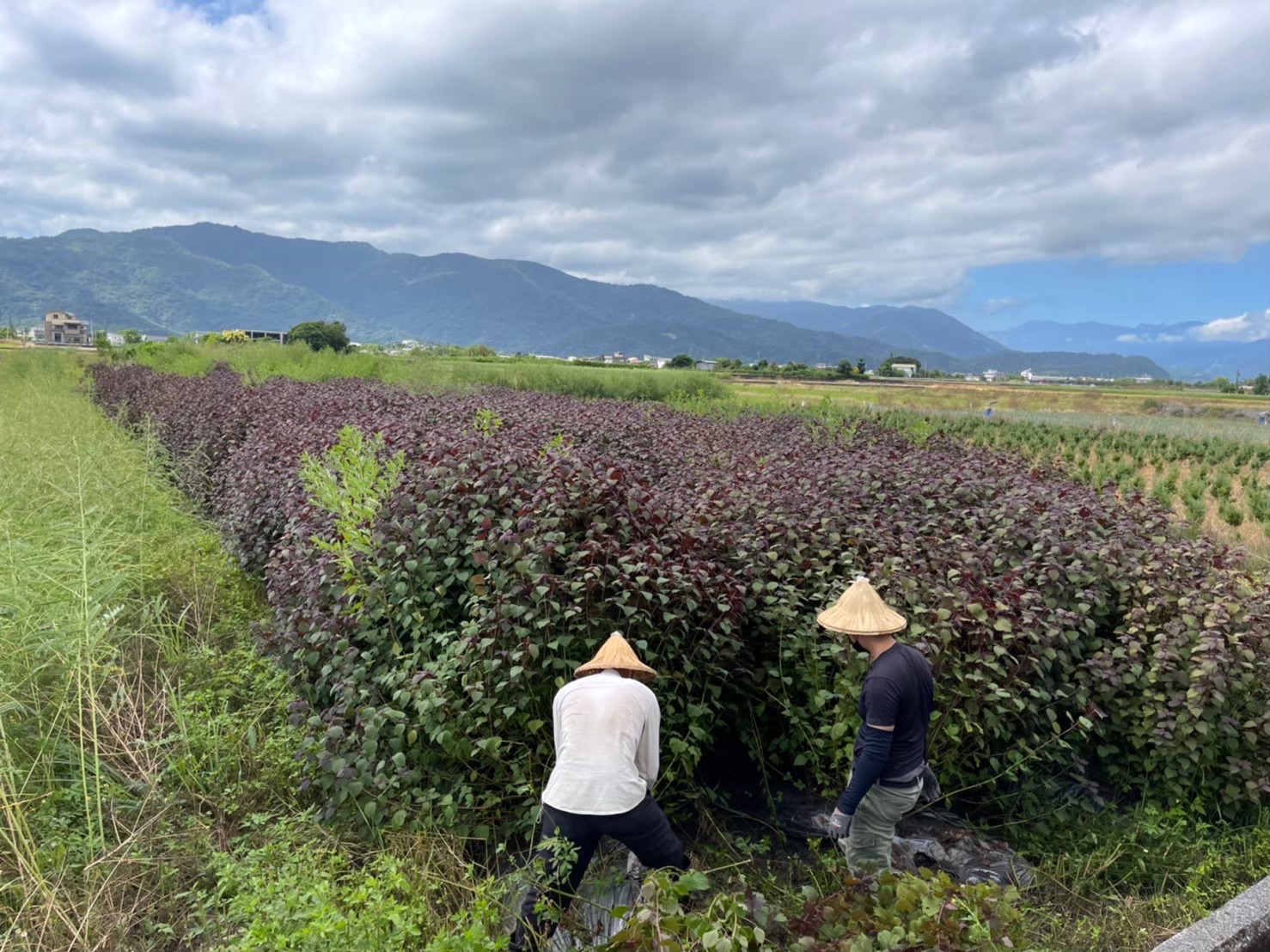 中醫師初衷！ 台灣在地植物紫蘇，化身為全膚質保養的明星商品