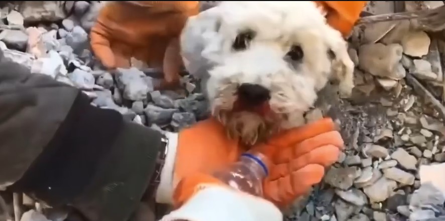 土耳其大地震已過救援黃金72小時 小白狗幸運被救出