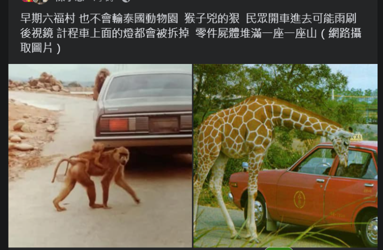 狒狒話題超熱！網友PO早期汽車進入六福村被狒虐畫面 網友笑：懷念我家雨刷