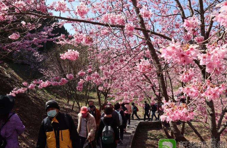 3月賞高山櫻花正是時候 福壽山及武陵農場紅白櫻花綻放
