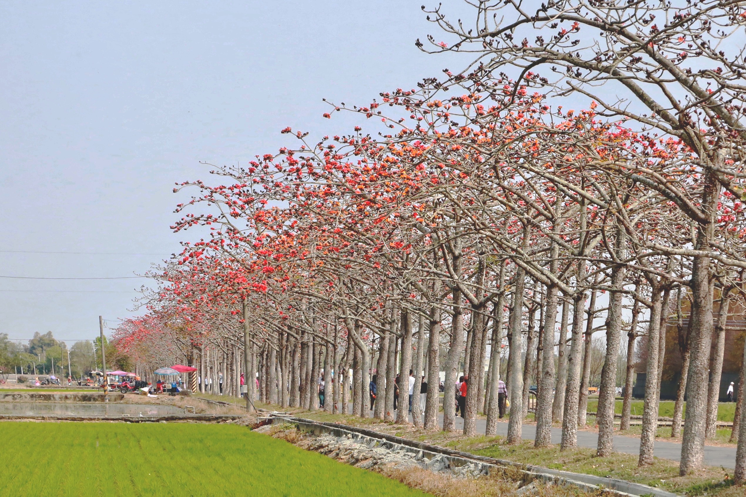 看完櫻花 看全球十大最美花道台南白河木棉花季