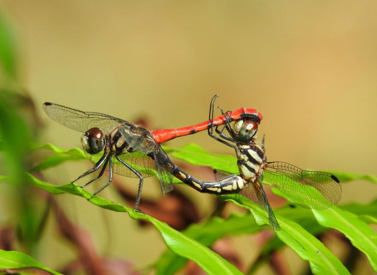 罕見空中拋卵！ 林務局揭纖紅蜻蜓生態及棲地秘密