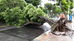 快訊更新公車驚險瞬間/卡努颱風整夜吹襲　士林10公尺路樹倒塌