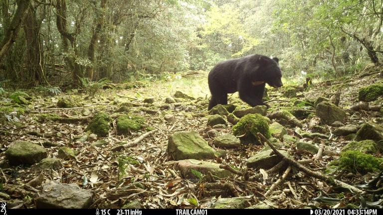 玉山臺灣黑熊族群有增長趨勢 母熊攜3幼熊出沒