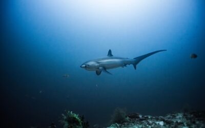 菲律賓連5年蟬聯「亞洲最佳潛水地點」 一定要去「媽媽島」看長尾鯊