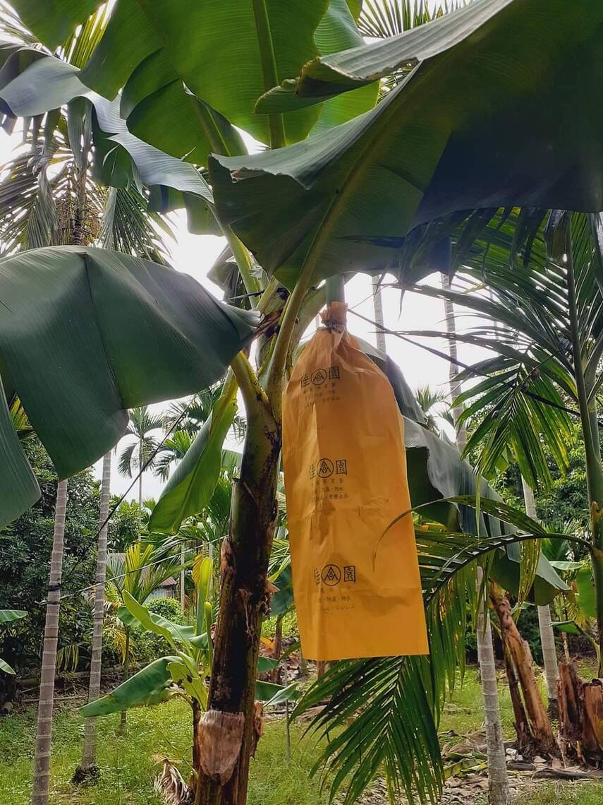 檳榔園空間種植香蕉  屏東縣不少農家如此做